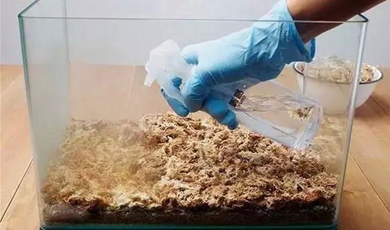 苔藓微景观制作流程