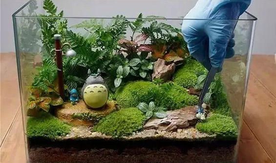 苔藓微景观制作流程