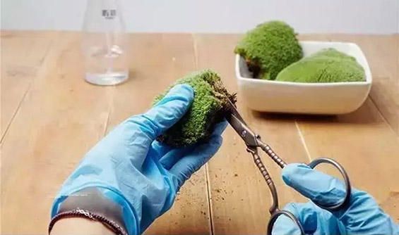 苔藓微景观制作流程