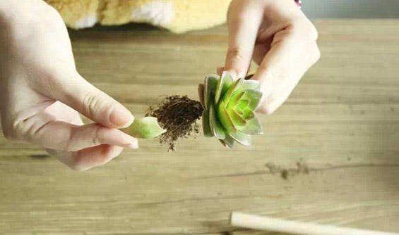 手工：肉肉植物拼盆图3